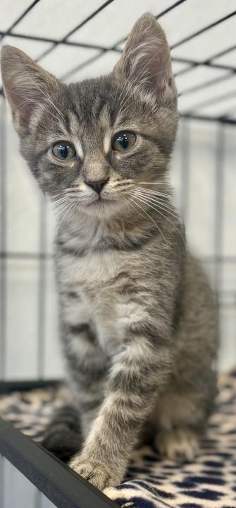 Enlarge Ike, an adopted Domestic Short Hair in Jackson, MI image 3/3