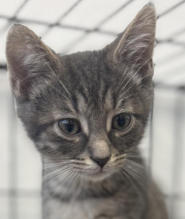 Enlarge Ike, an adopted Domestic Short Hair in Jackson, MI image 2/3