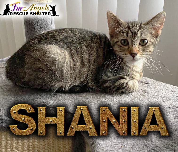 Shania, a Adoptable mixed breed in Toledo, OH image 1/6