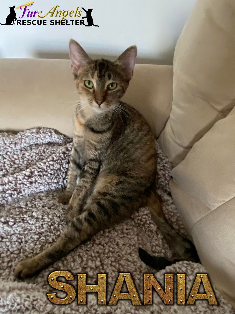 Shania, a Adoptable mixed breed in Toledo, OH image 2/6