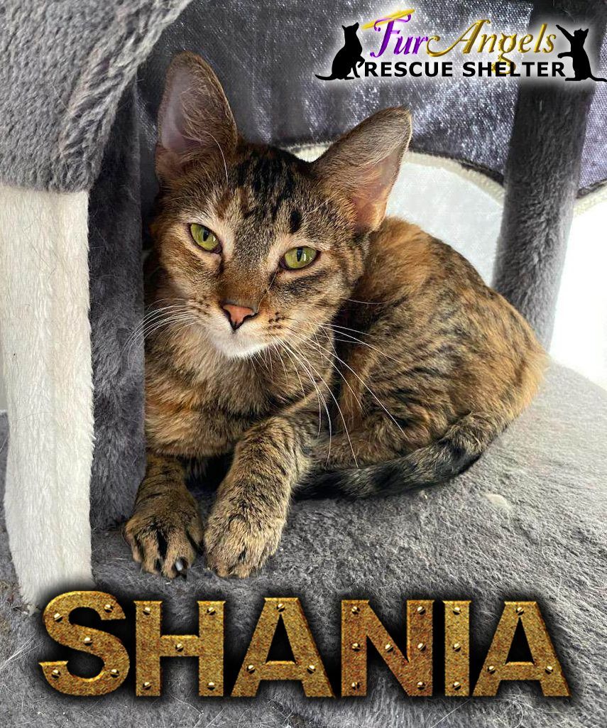 Shania, a Adoptable mixed breed in Toledo, OH image 3/6
