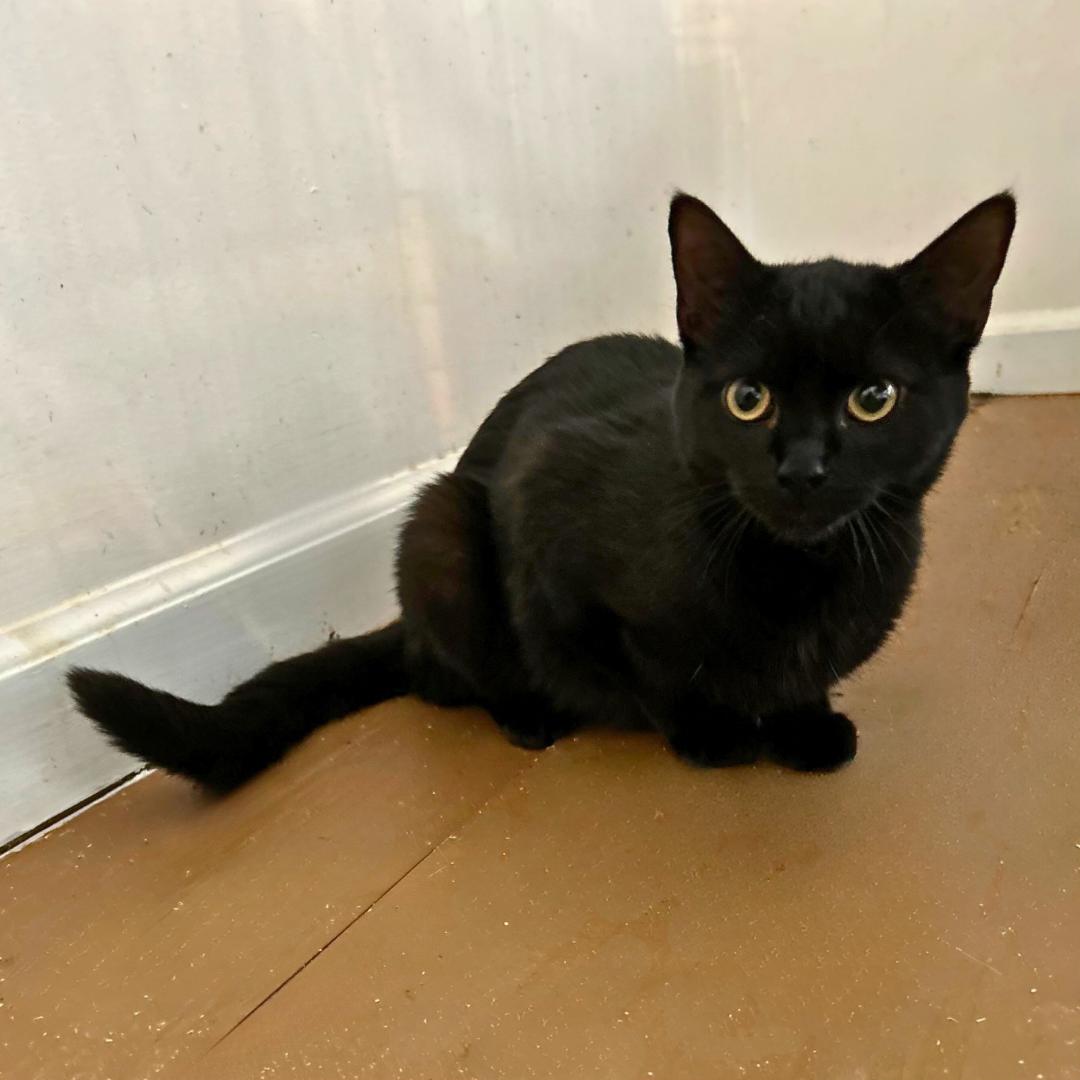 Enlarge Duchess, an adopted Domestic Short Hair in Norwalk, CT image 1/1