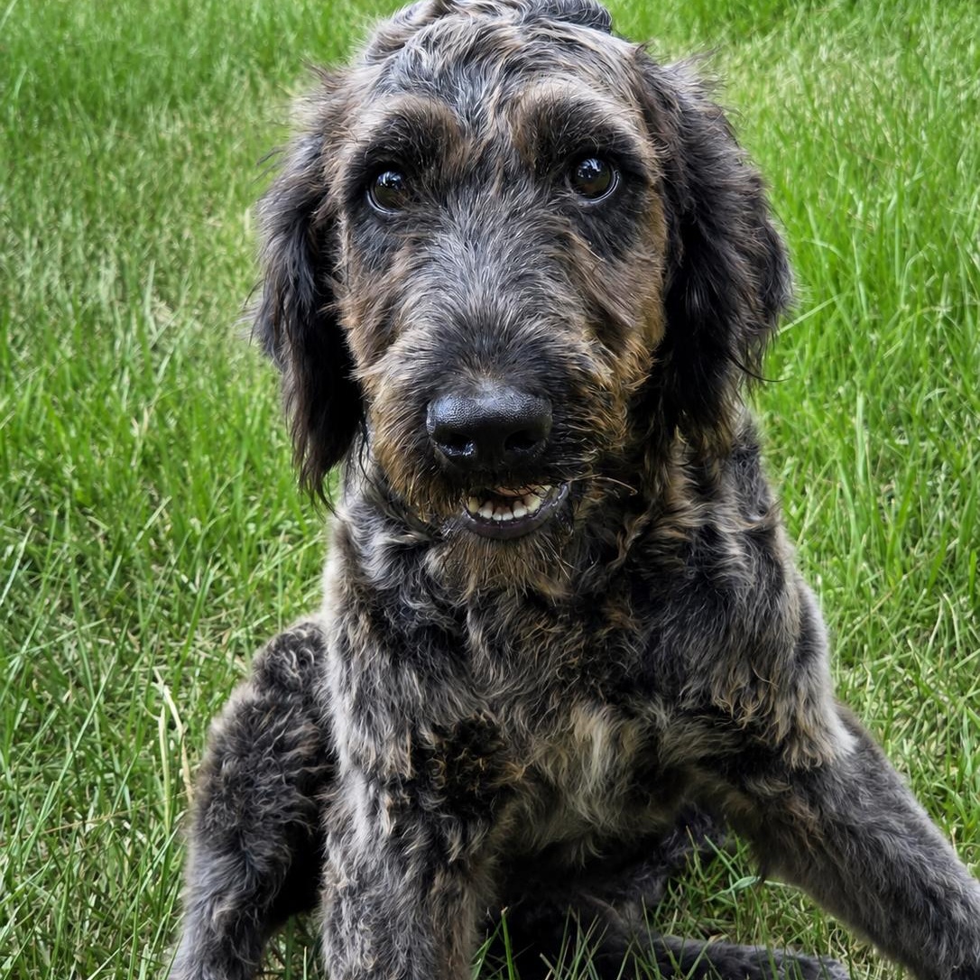 Dandelion, a Adoptable mixed breed in Tylertown, MS image 1/2