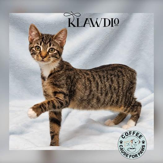 Klawdio, Adoptable, Young Male Domestic Short Hair.