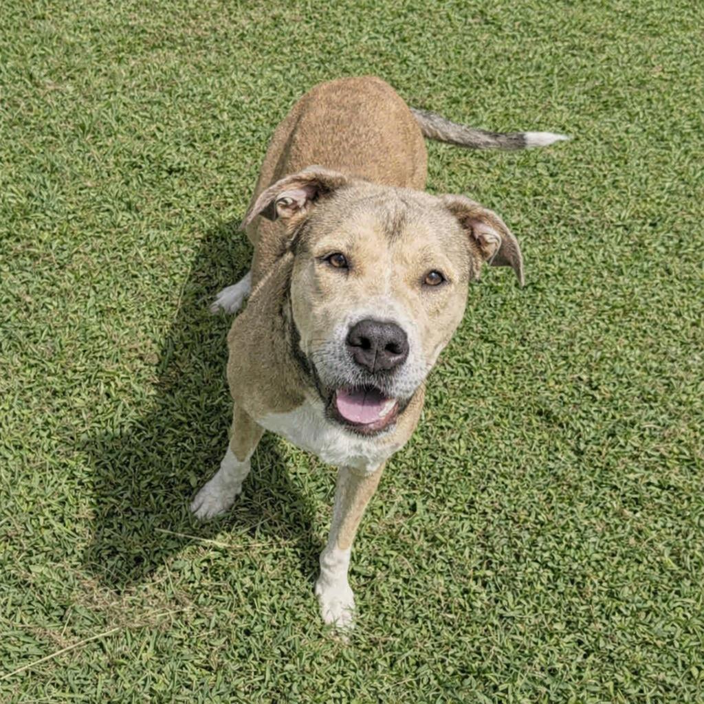 Candy, a Adoptable mixed breed in Brenham, TX image 3/6