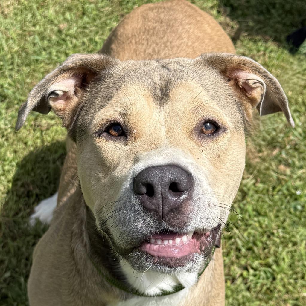 Candy, Adoptable, Adult Female Pit Bull Terrier & Great Pyrenees.