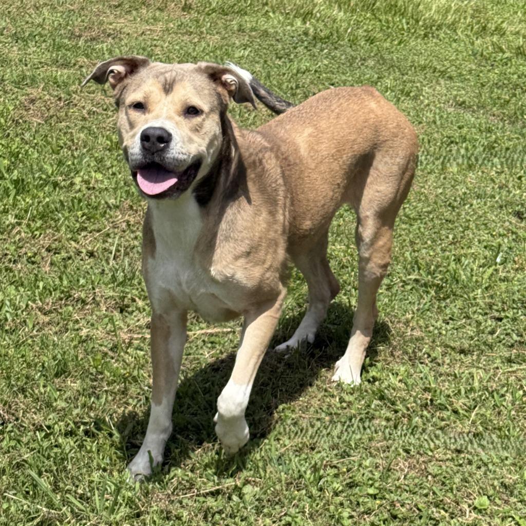 Candy, a Adoptable mixed breed in Brenham, TX image 2/6