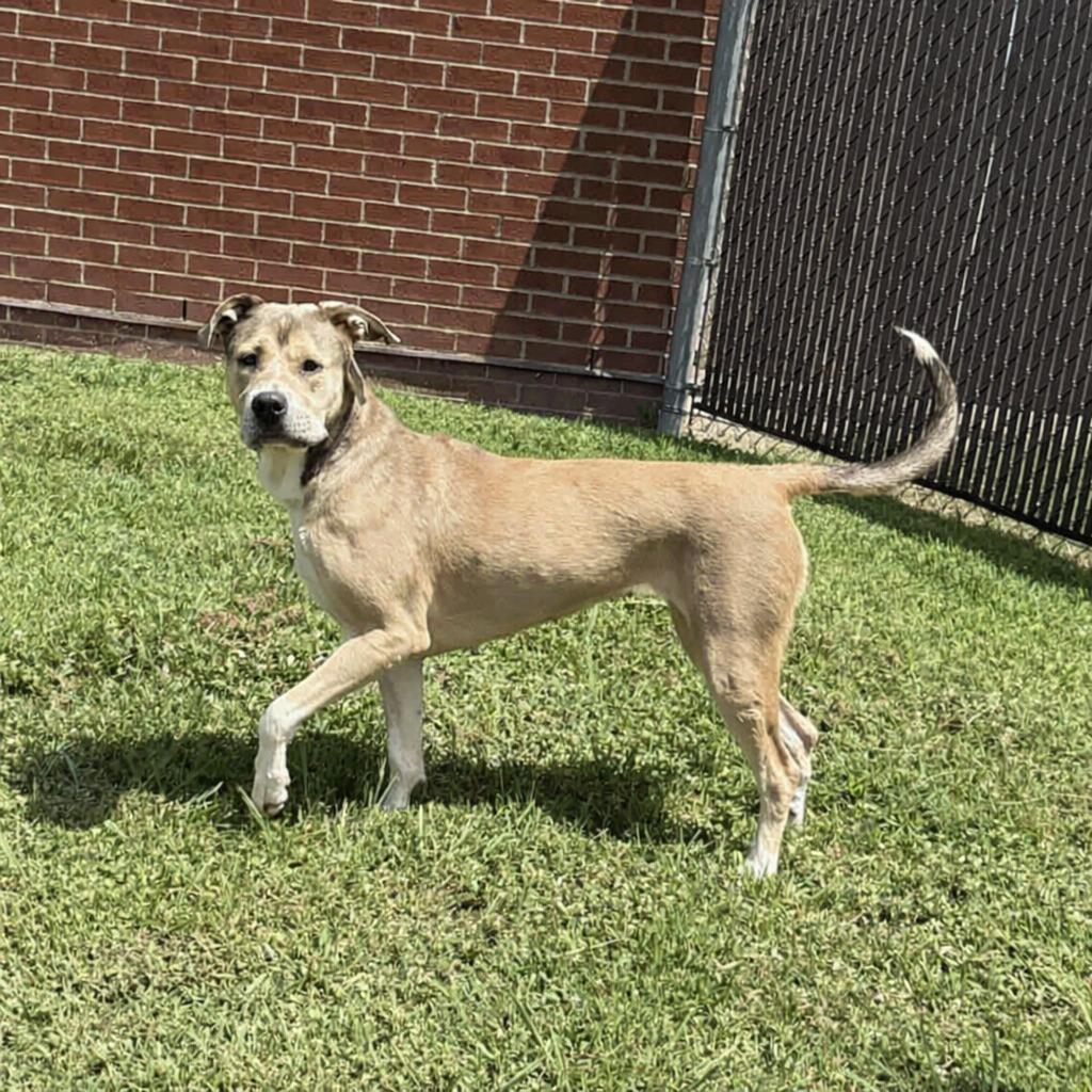 Candy, a Adoptable mixed breed in Brenham, TX image 4/6