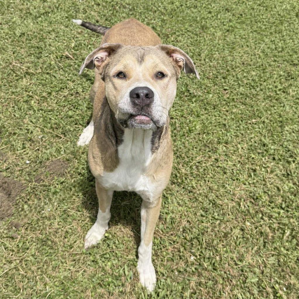 Candy, a Adoptable mixed breed in Brenham, TX image 5/6
