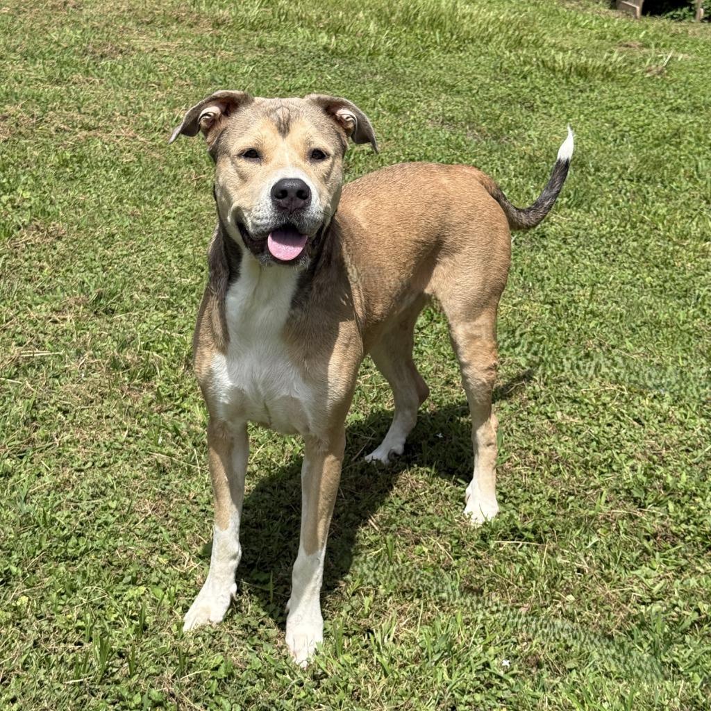 Candy, a Adoptable mixed breed in Brenham, TX image 6/6