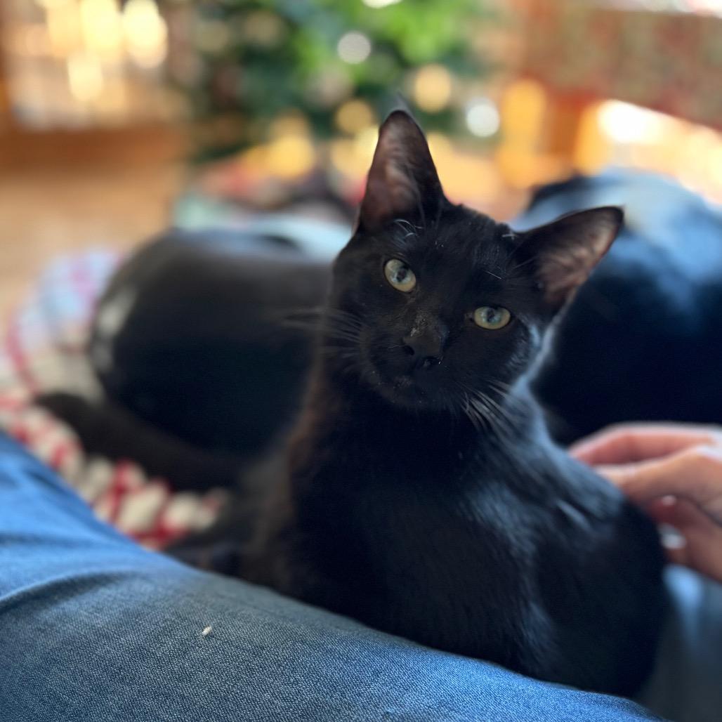 Sevyn, Adoptable, Young Male Domestic Short Hair.