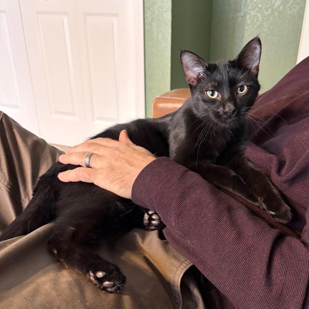 Sevyn, a Adoptable Domestic Short Hair in St. Paul, MN image 2/5