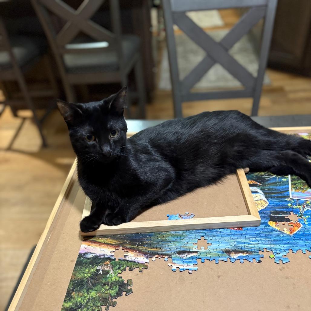 Sevyn, a Adoptable Domestic Short Hair in St. Paul, MN image 3/5