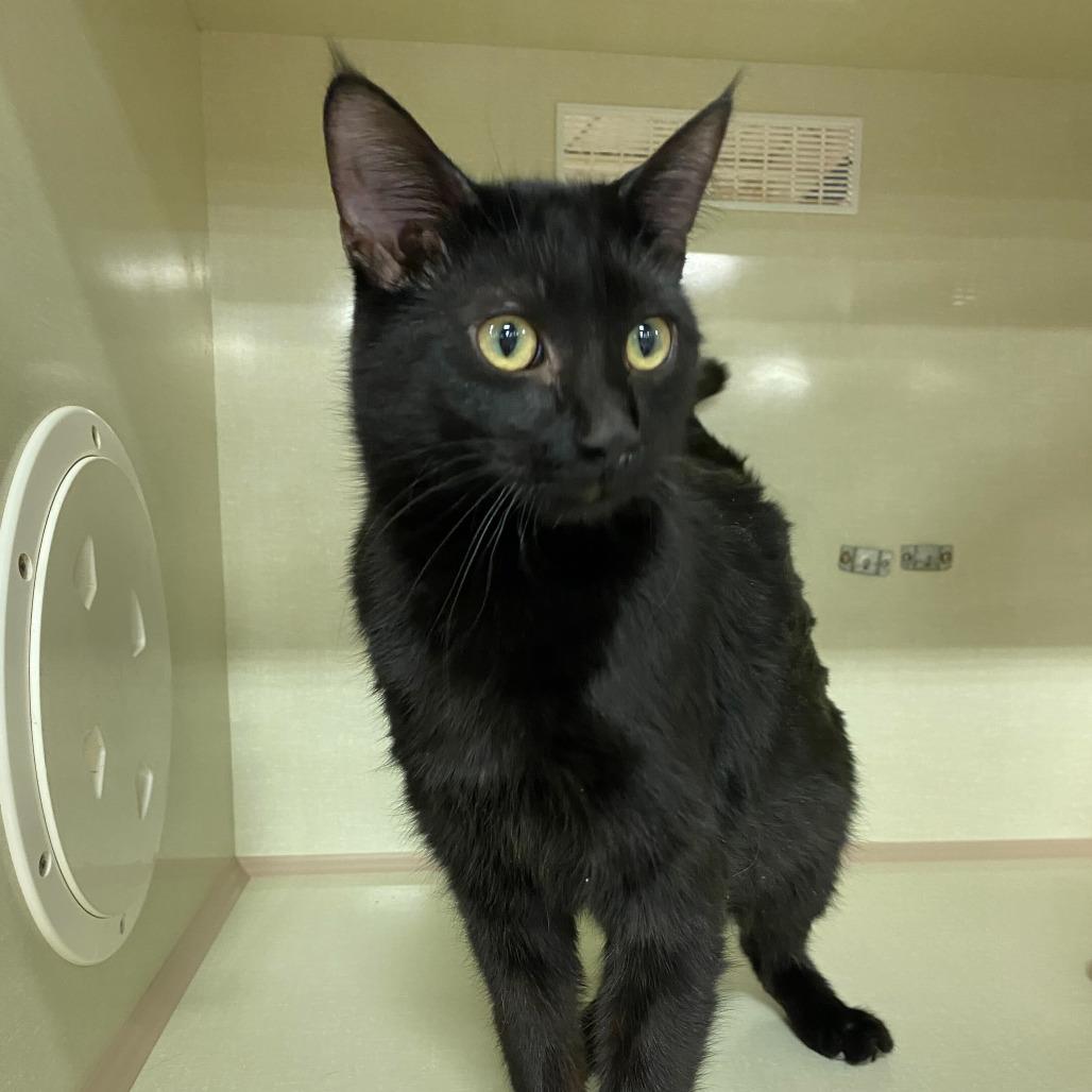 Sevyn, a Adoptable Domestic Short Hair in St. Paul, MN image 4/5