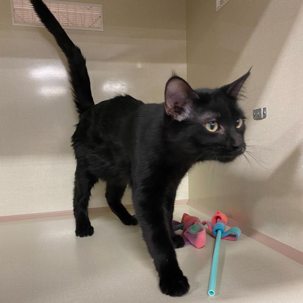 Sevyn, a Adoptable Domestic Short Hair in St. Paul, MN image 5/5