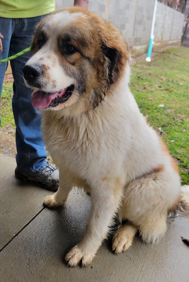 Enlarge DOZER 051-26, an adopted mixed breed in Cambridge, OH image 1/3