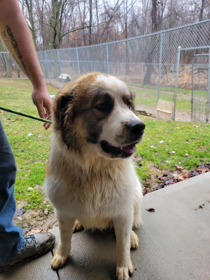 Enlarge DOZER 051-26, an adopted mixed breed in Cambridge, OH image 3/3