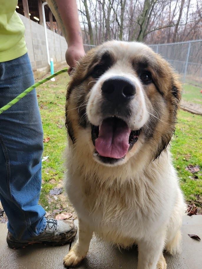 Enlarge DOZER 051-26, an adopted mixed breed in Cambridge, OH image 2/3