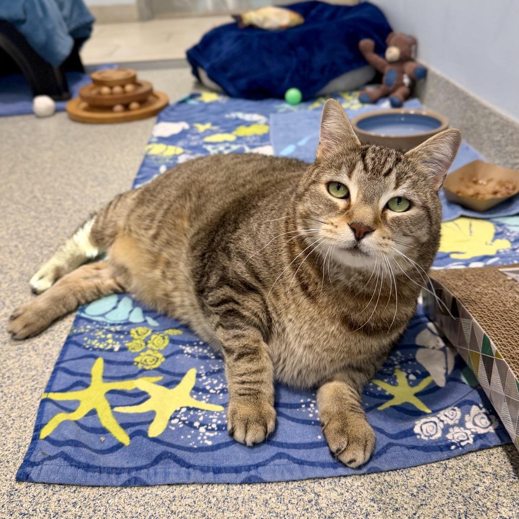 Oliver Fish, a Adoptable Domestic Short Hair in East Hampton, NY image 1/5