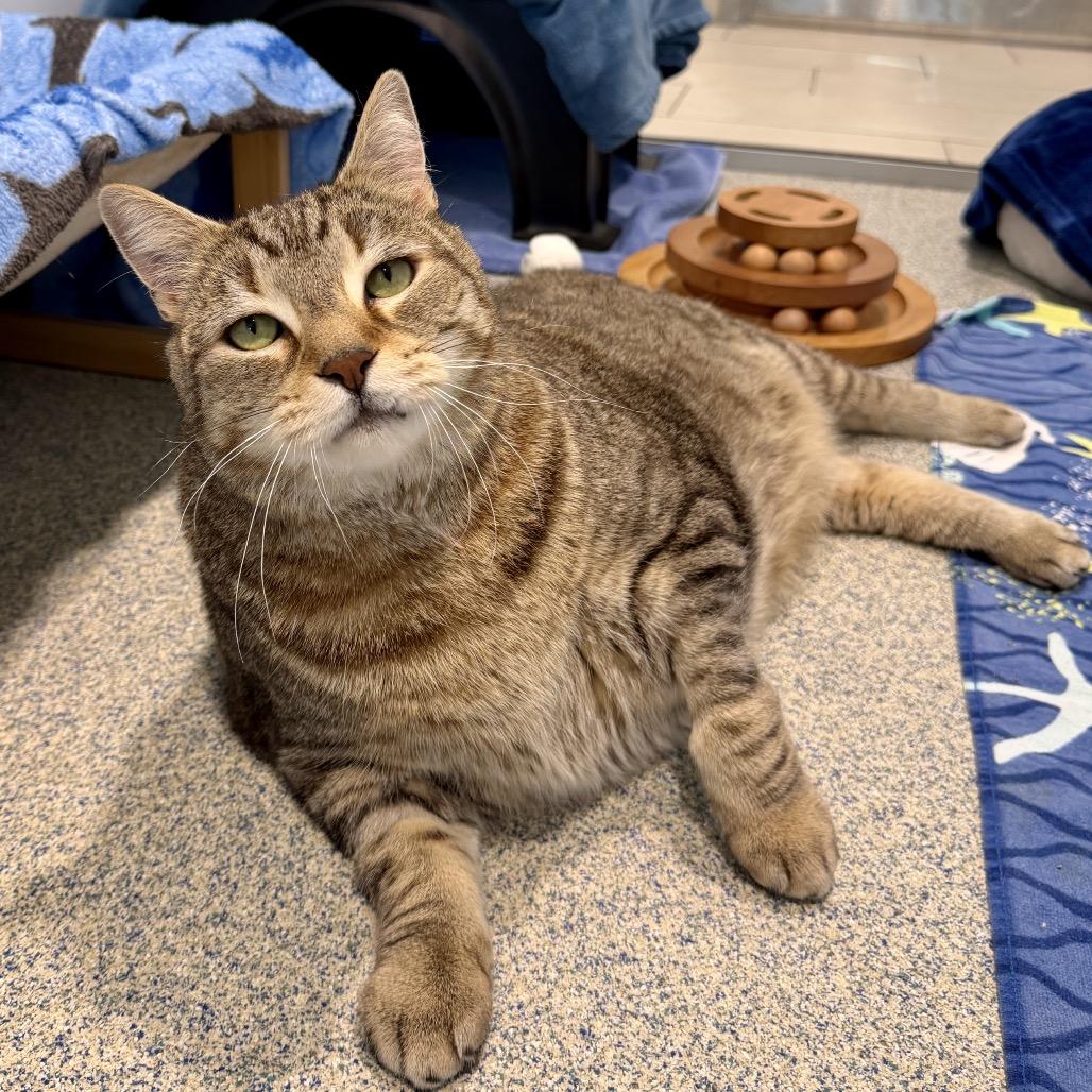 Oliver Fish, a Adoptable Domestic Short Hair in East Hampton, NY image 2/5
