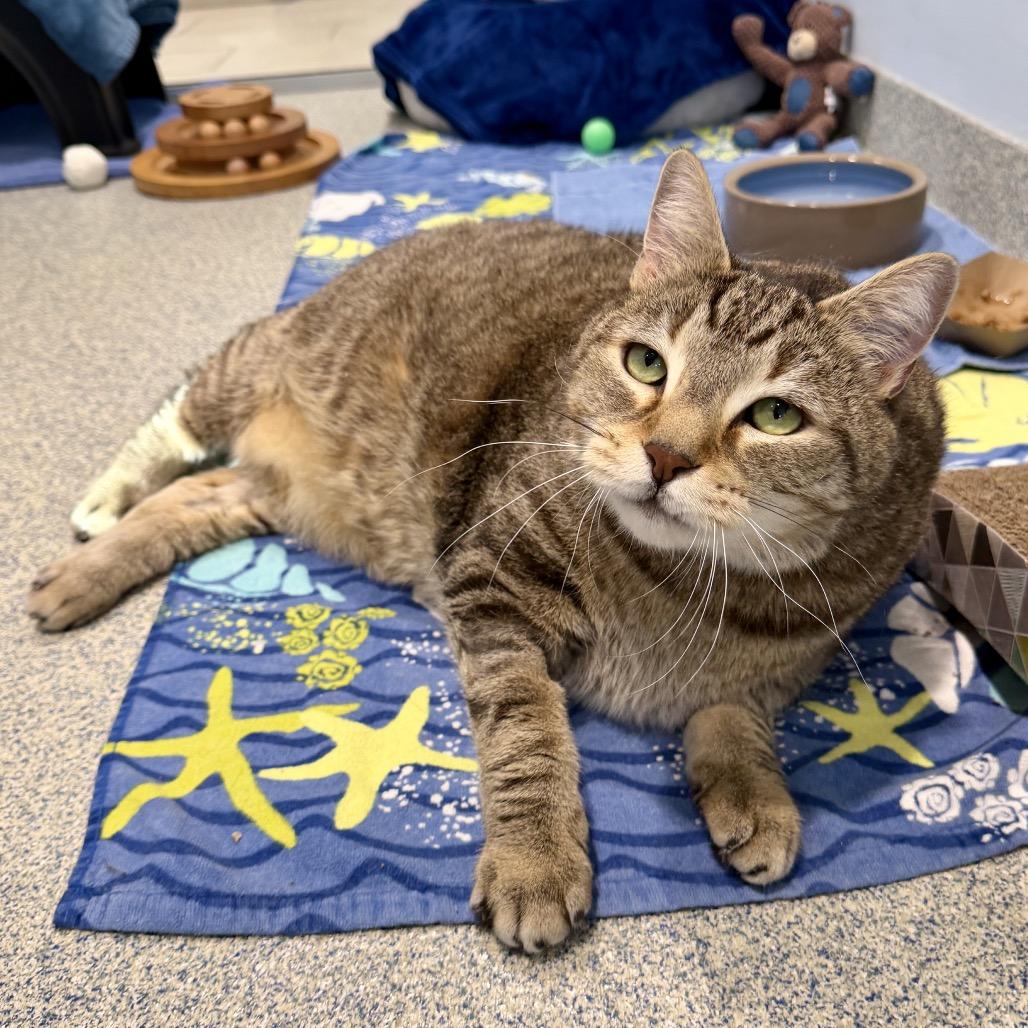 Oliver Fish, a Adoptable Domestic Short Hair in East Hampton, NY image 3/5