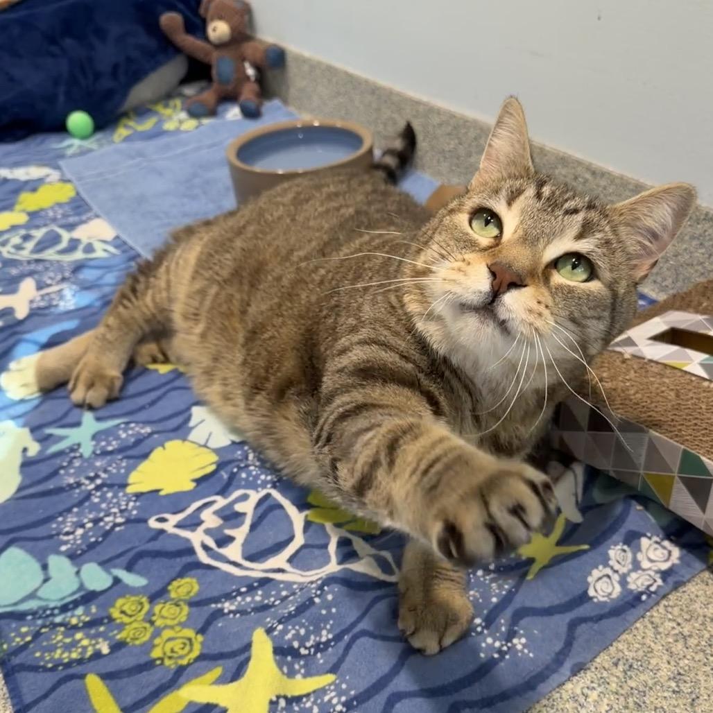 Oliver Fish, a Adoptable Domestic Short Hair in East Hampton, NY image 4/5