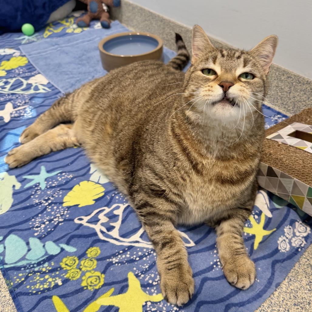 Oliver Fish, a Adoptable Domestic Short Hair in East Hampton, NY image 5/5