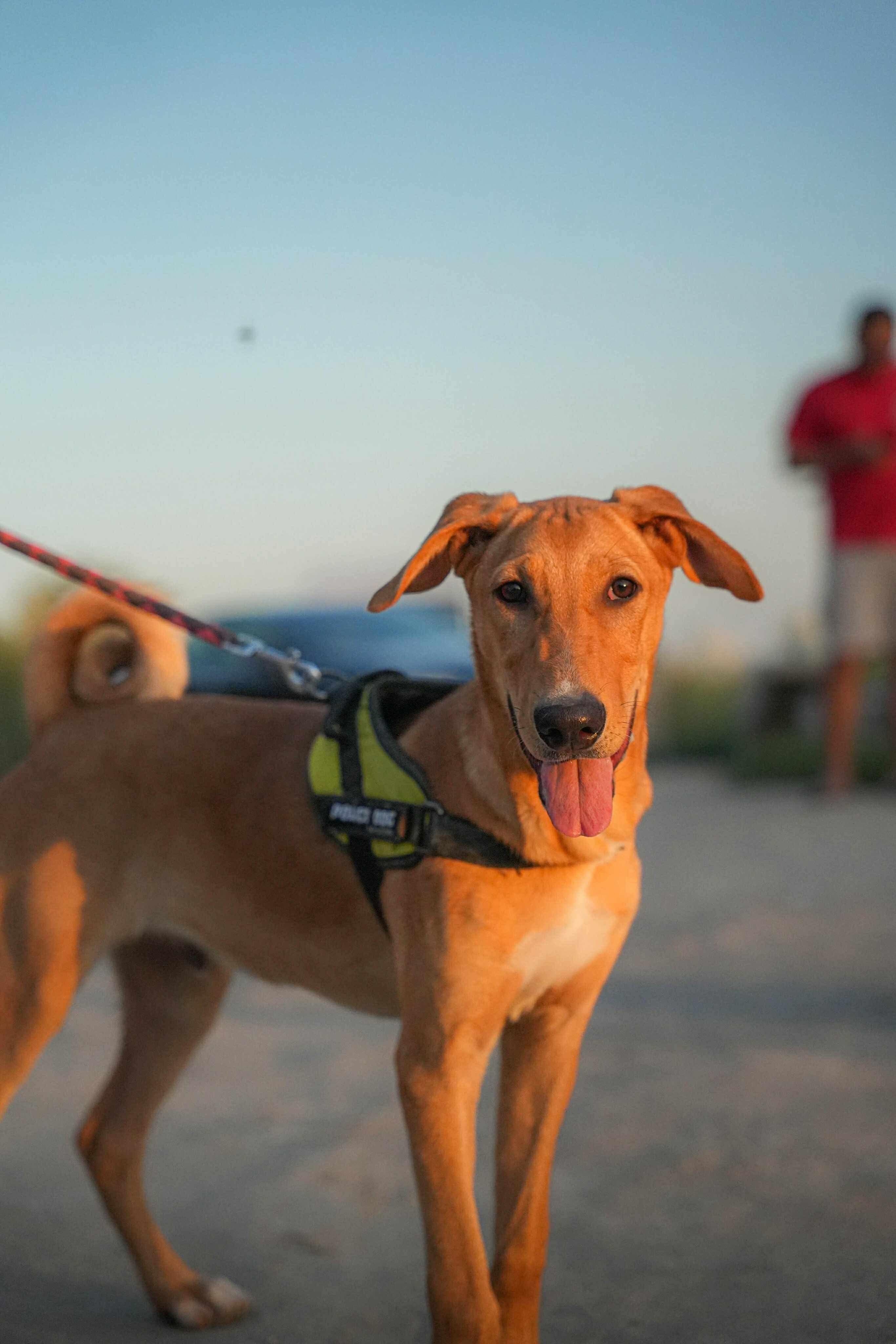 Archie, an adoptable Saluki in Chattanooga, TN, 37410 | Photo Image 1