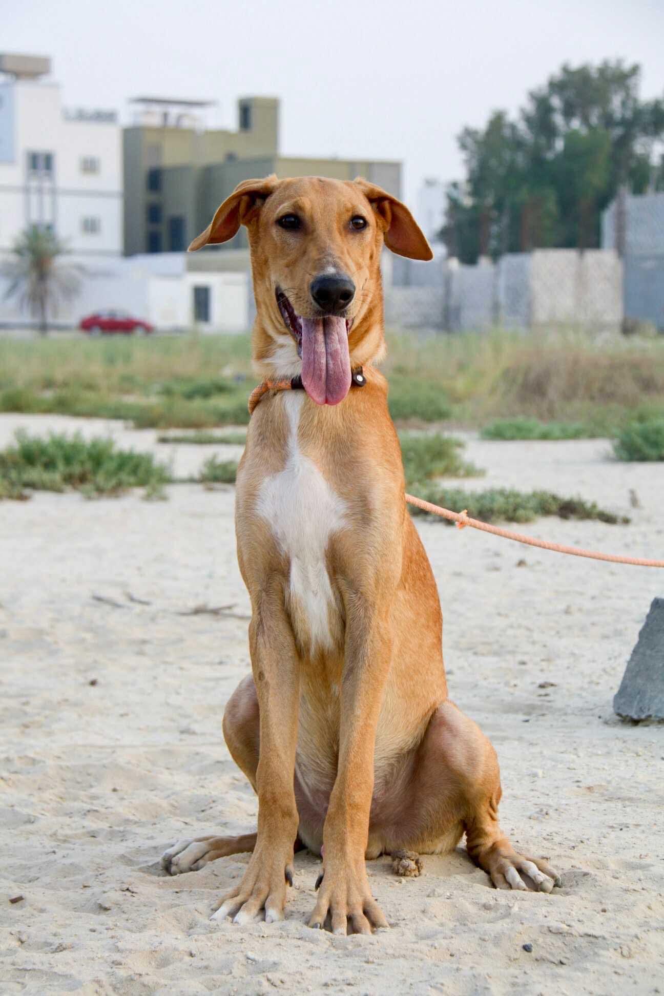 Dog for adoption - Archie, a Vizsla &amp; Pharaoh Hound Mix in Palos ...