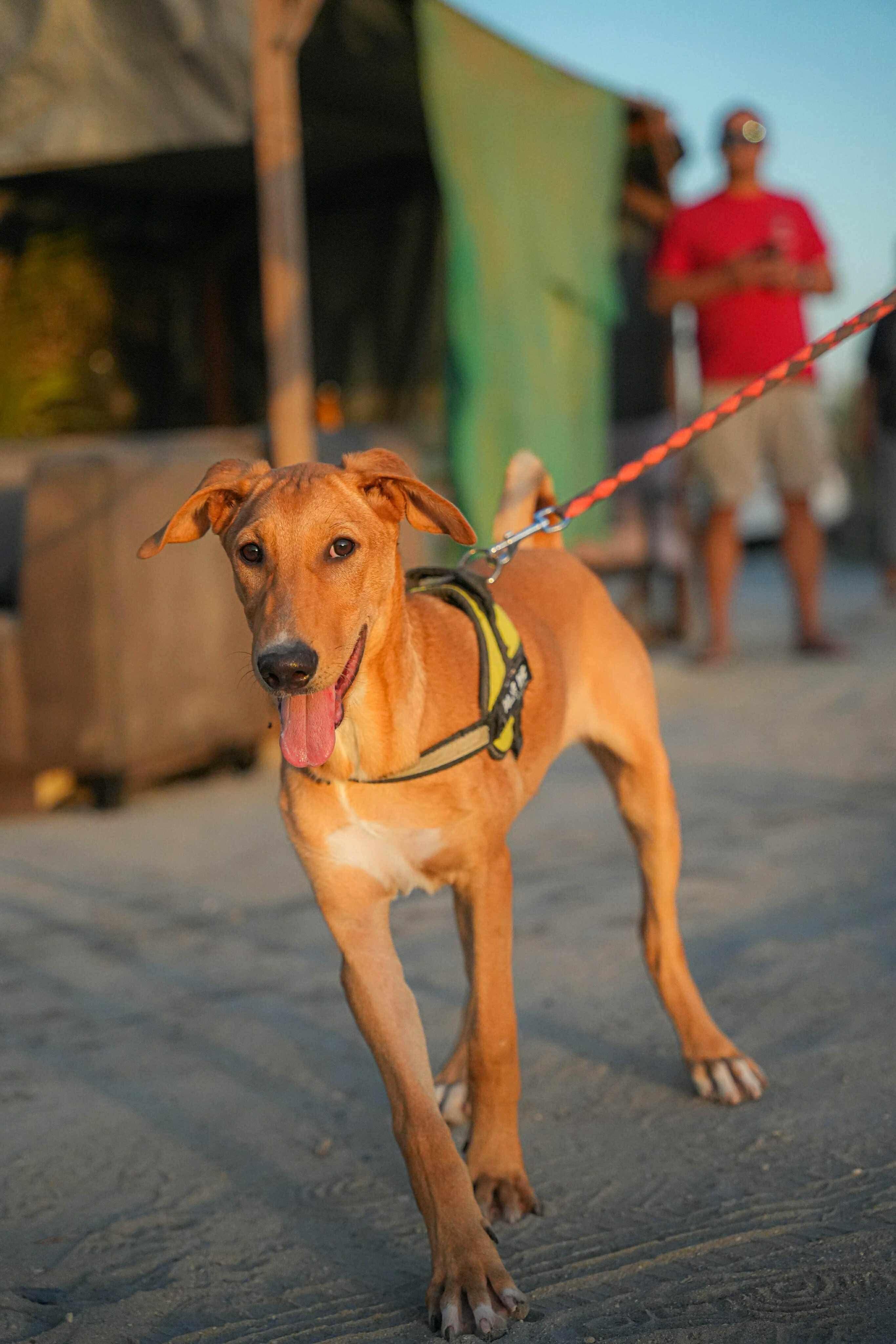 Archie, an adoptable Saluki in Chattanooga, TN, 37410 | Photo Image 3