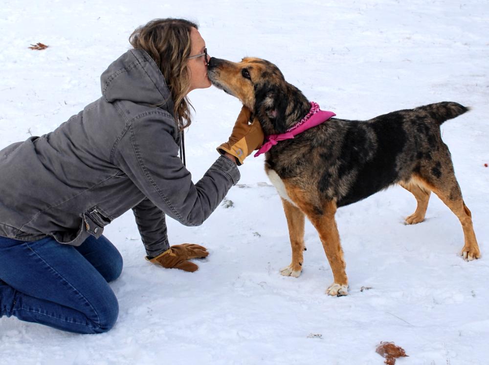 Enlarge Elsa, a ADOPTABLE Mountain Cur in Cheboygan, MI image 4/6