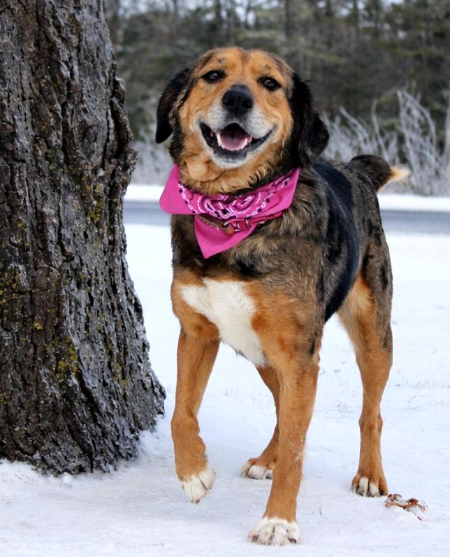 Elsa, ADOPTABLE, Adult Female Mountain Cur.