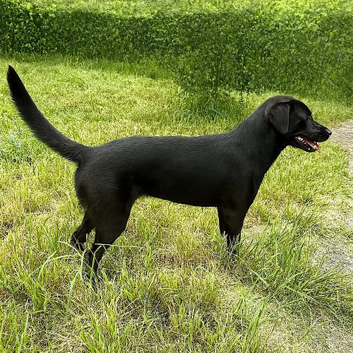 Onyx #21