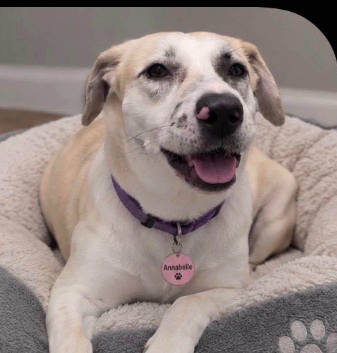 Enlarge Annabelle, a Adoptable mixed breed in Houston, TX image 3/5