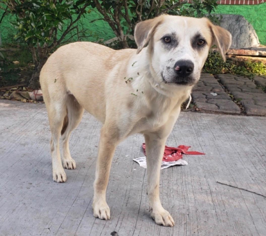Annabelle, Adoptable, Young Female Retriever & Hound.