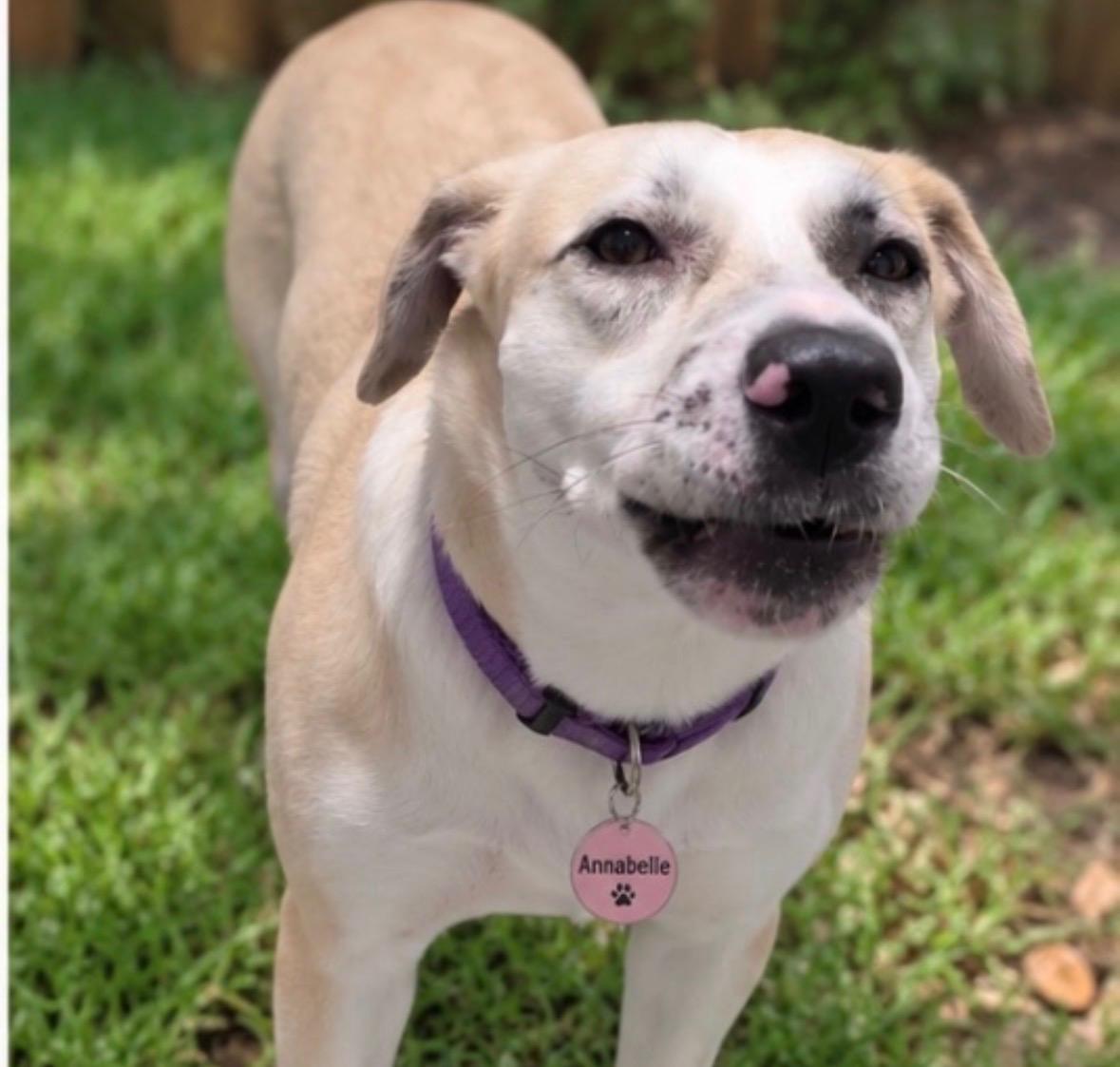 Enlarge Annabelle, a Adoptable mixed breed in Houston, TX image 2/5