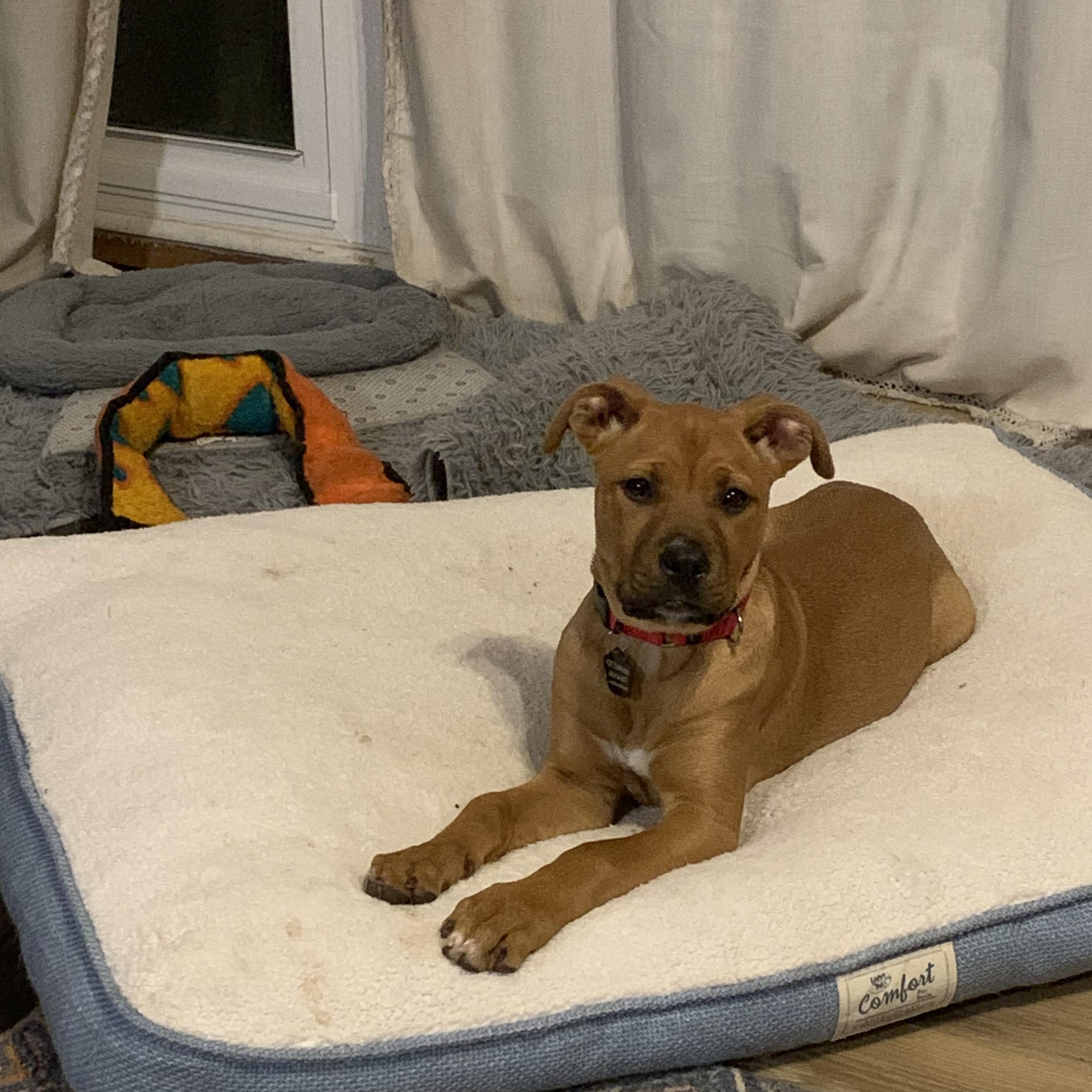 Spice, Young Female Mastiff