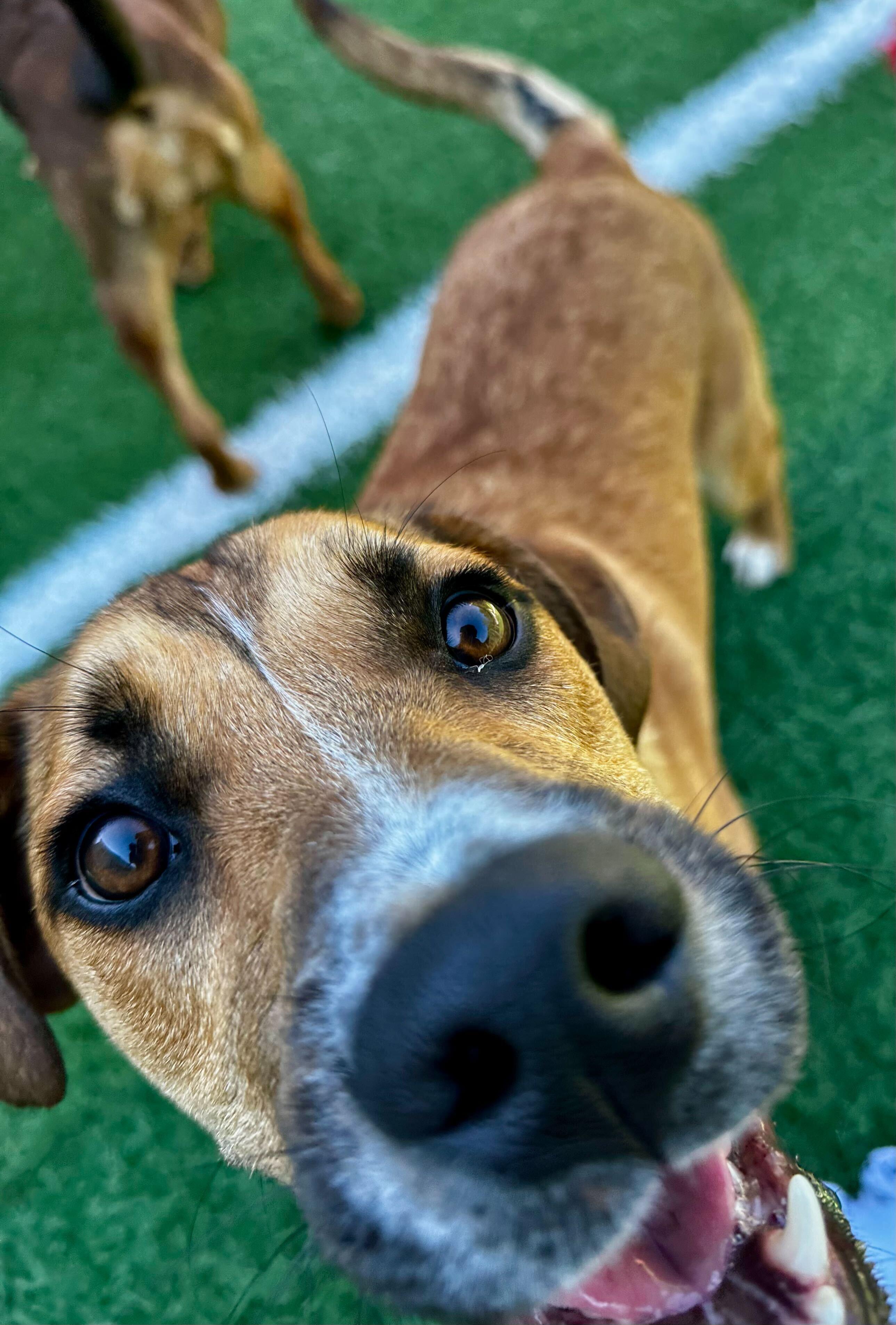Gus "HERE IN NH", a ADOPTABLE Mixed Breed in Northwood, NH image 4/4
