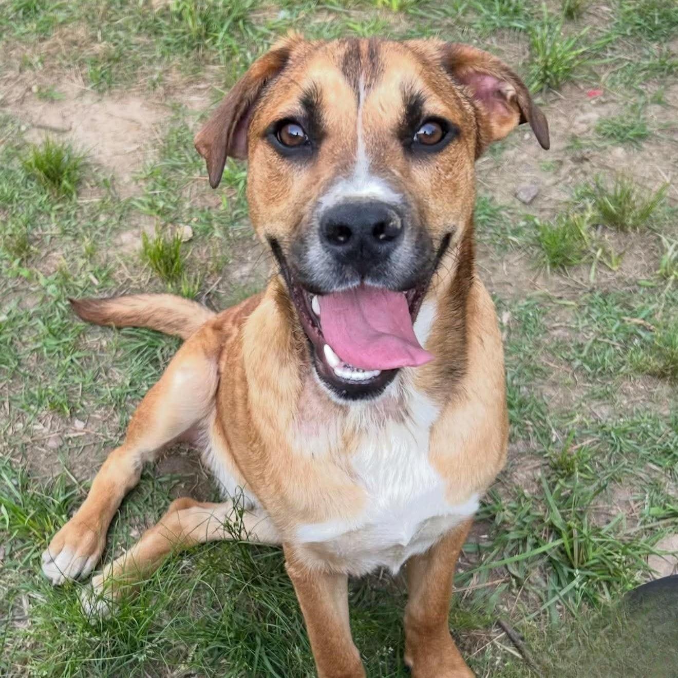 Gus, ADOPTABLE, Puppy Male Mixed Breed.