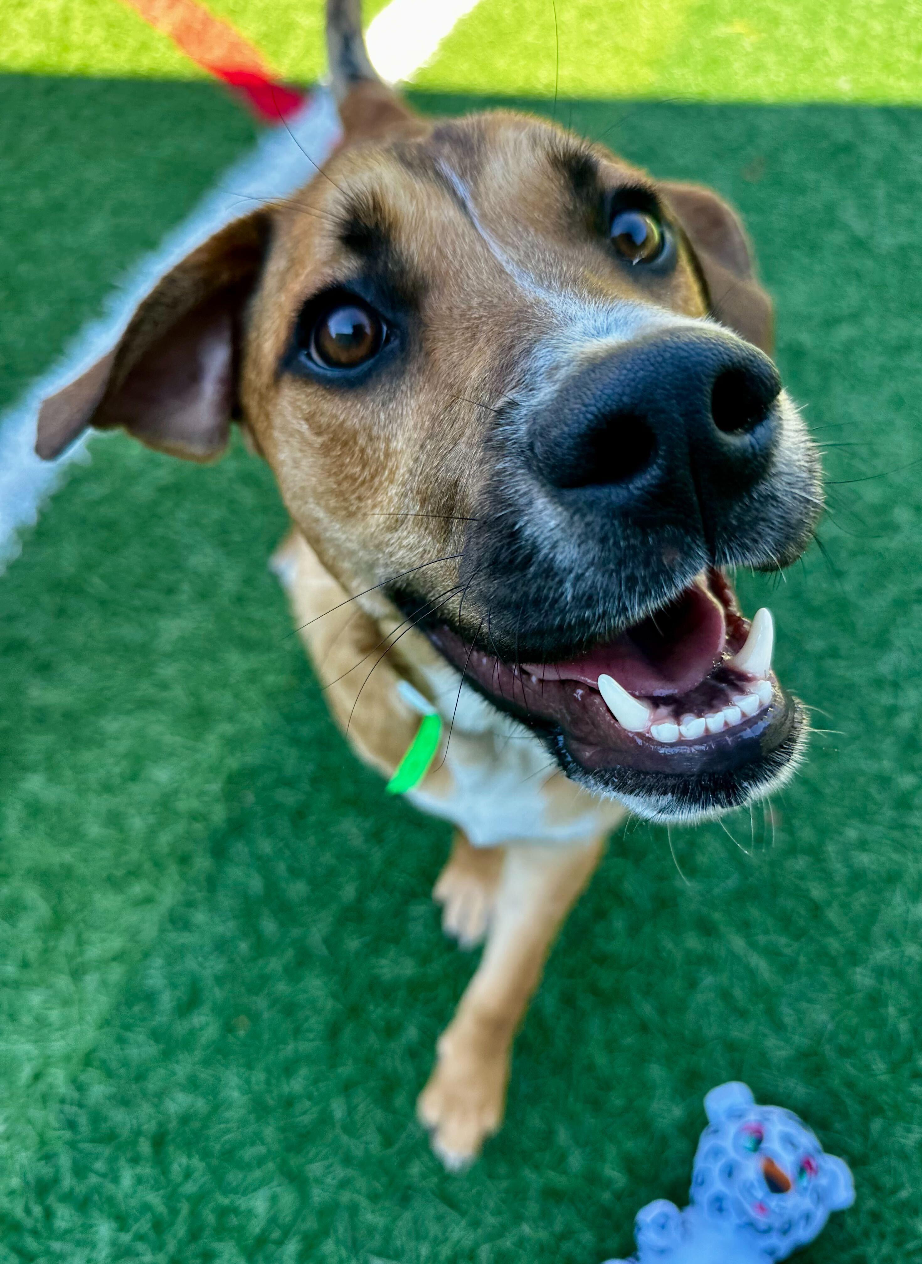 Gus "HERE IN NH", ADOPTABLE, Puppy Male Mixed Breed.