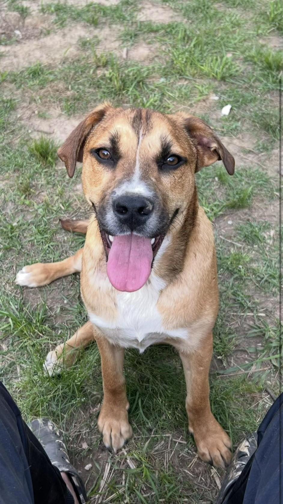 Enlarge Gus, a ADOPTABLE Mixed Breed in Northwood, NH image 2/2