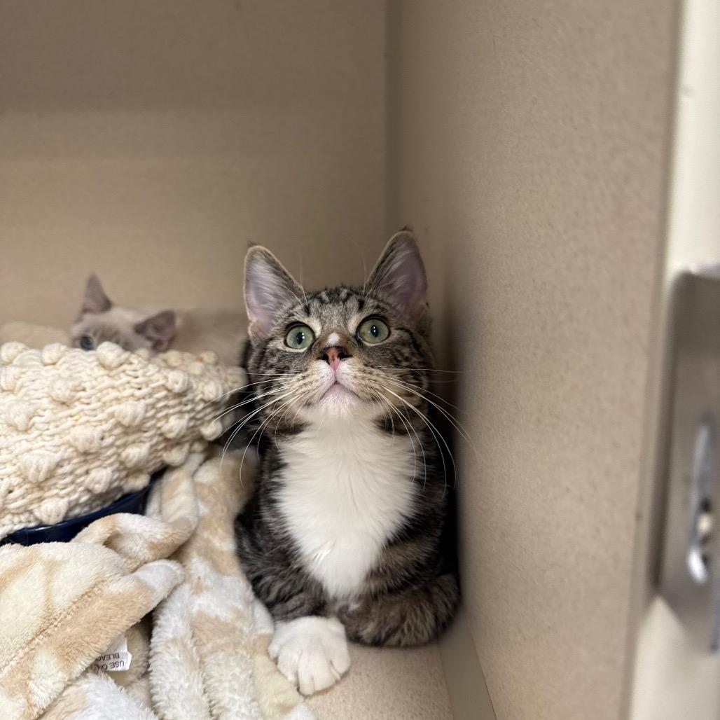 Enlarge Pointer, a Adoptable Domestic Short Hair in Great Falls, MT image 1/4