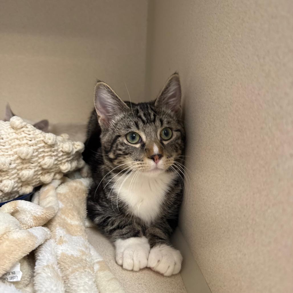 Enlarge Pointer, a Adoptable Domestic Short Hair in Great Falls, MT image 2/4
