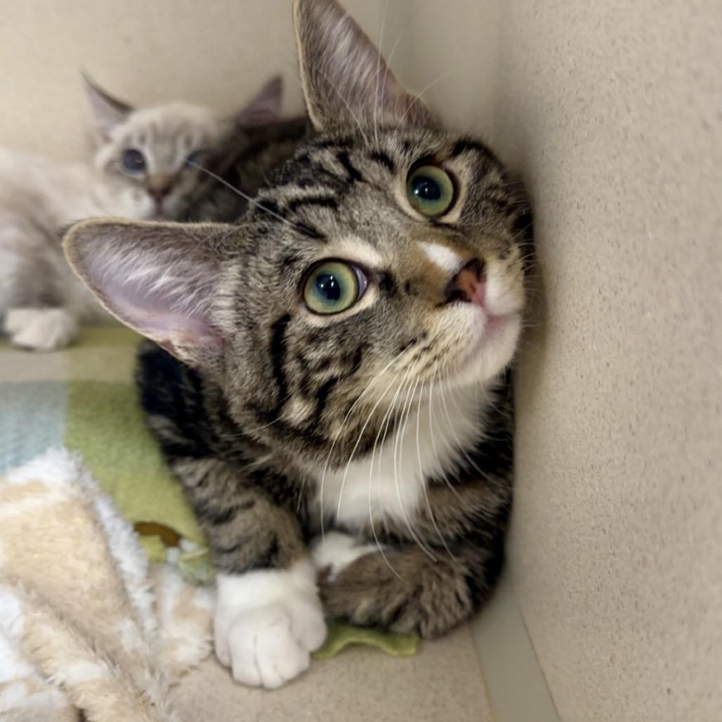Enlarge Pointer, a Adoptable Domestic Short Hair in Great Falls, MT image 3/4