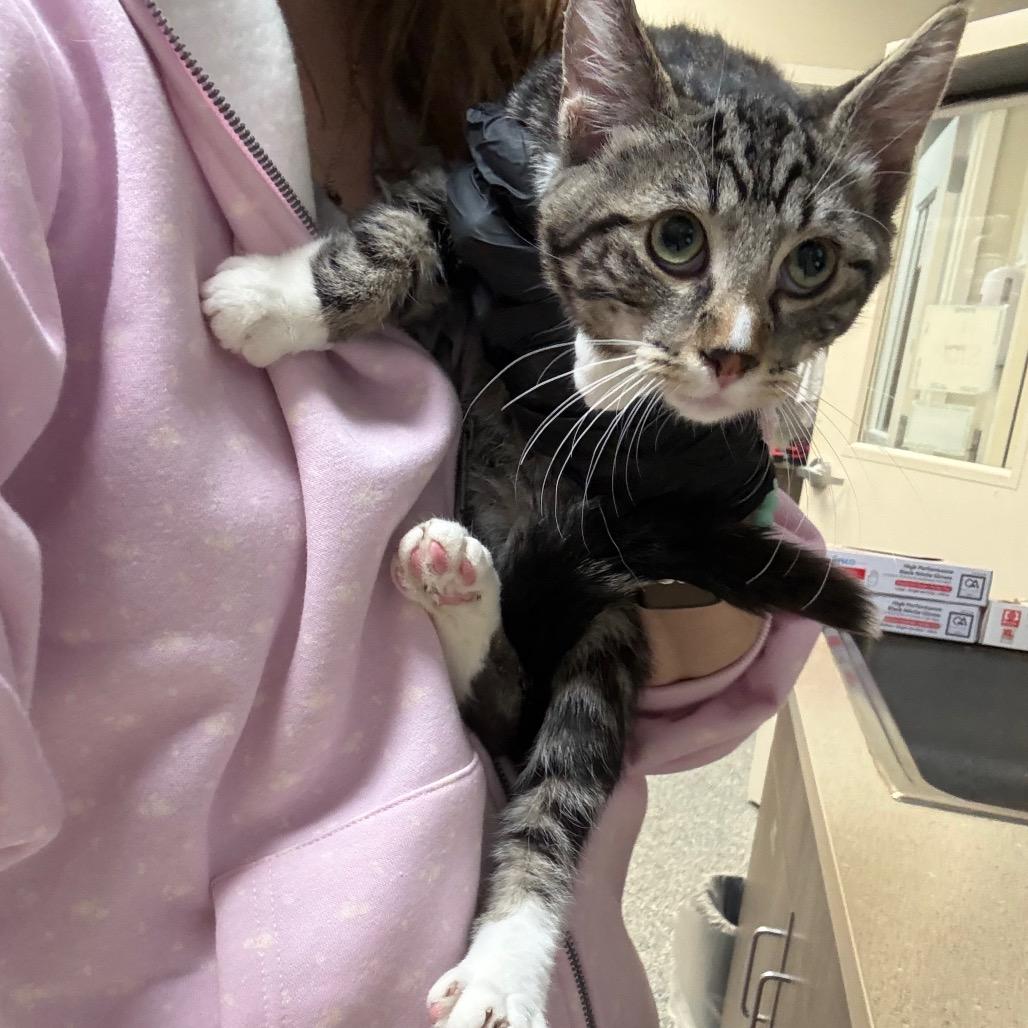 Enlarge Pointer, a Adoptable Domestic Short Hair in Great Falls, MT image 4/4
