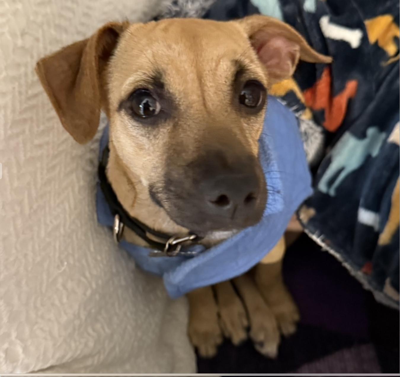 Daisy, an adopted Chiweenie in Harrison, NY image 1/3