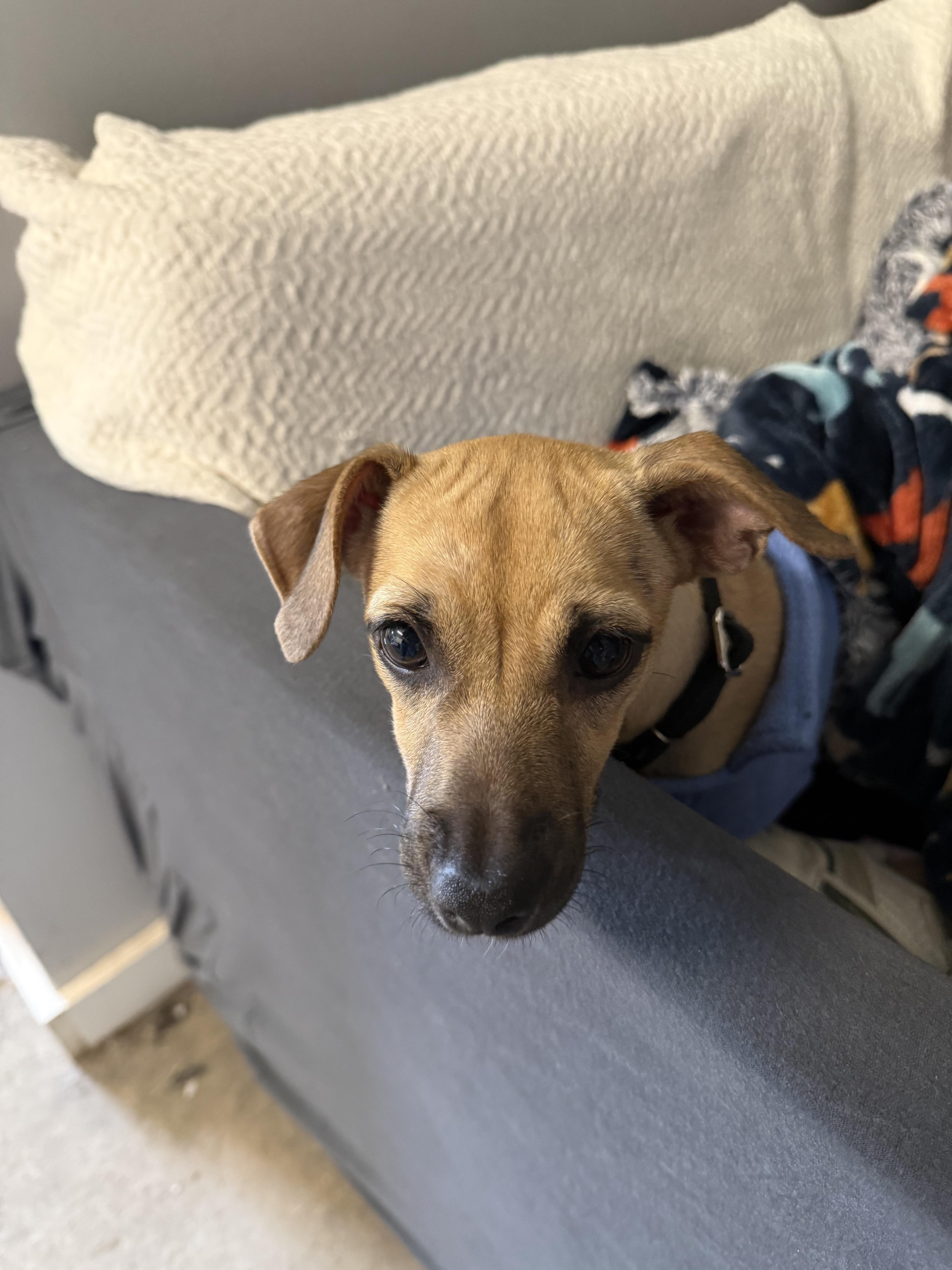 Daisy, an adopted Chiweenie in Harrison, NY image 3/3