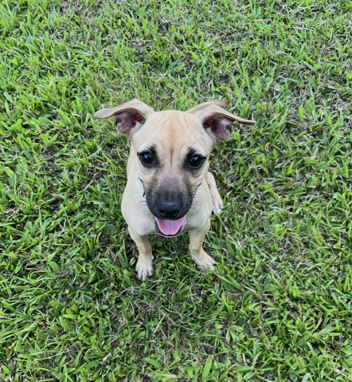 Daisy, an adopted Chiweenie in Harrison, NY image 2/3