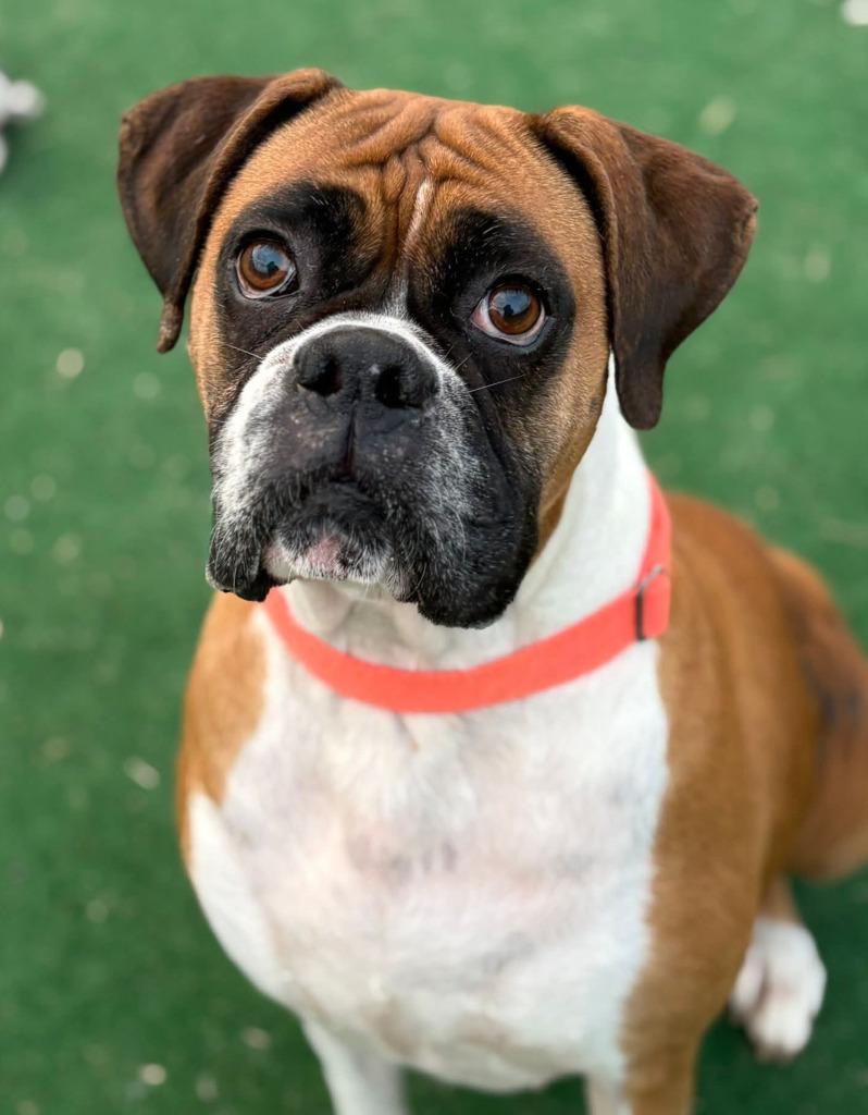 Harper, Adoptable, Adult Female Boxer.