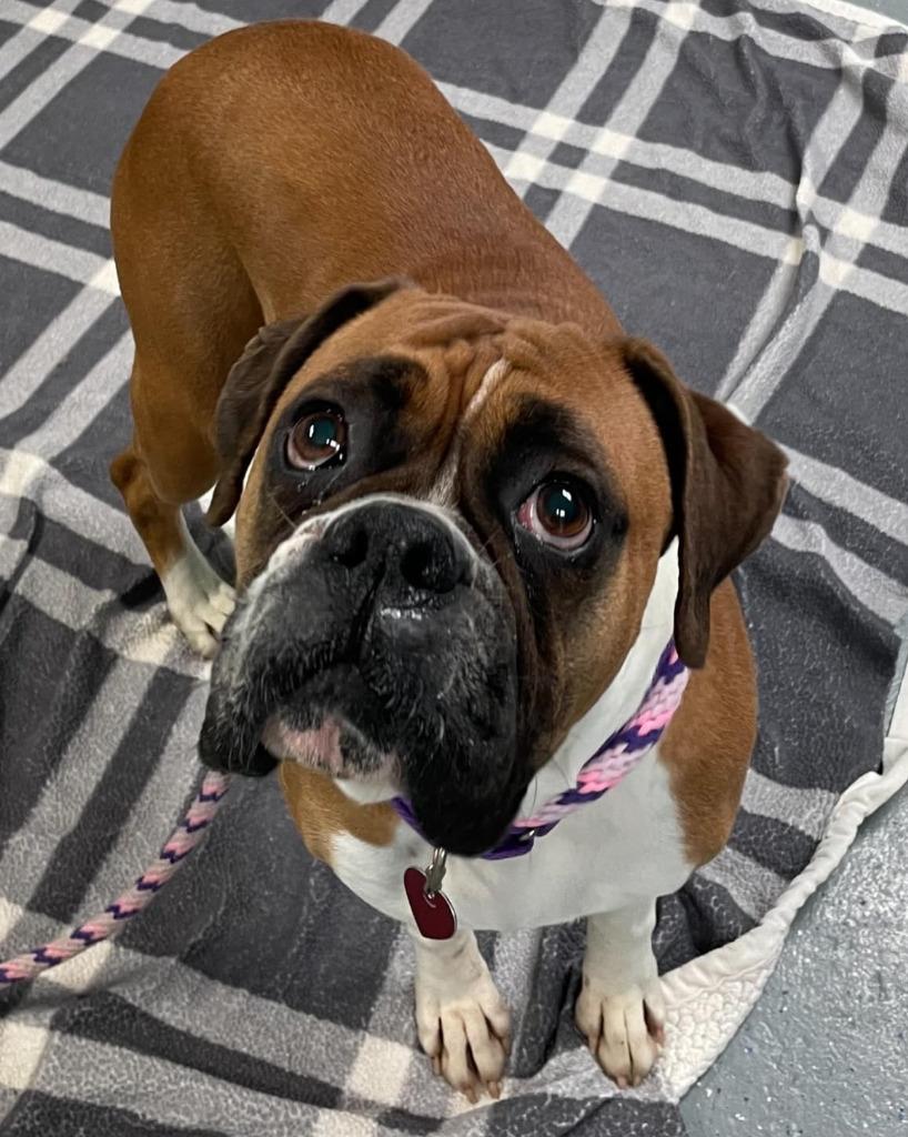 Harper, a Adoptable Boxer in Warren, MI image 3/6
